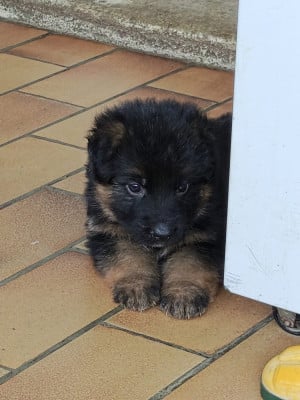 Petite verte - Berger Allemand Poil Long