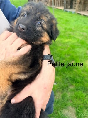 Les chiots de Berger Allemand Poil Long