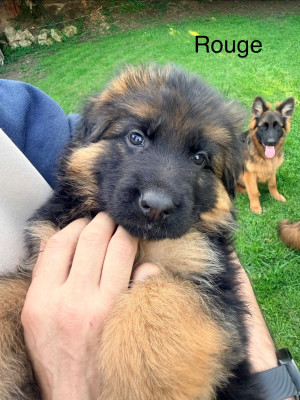 Les chiots de Berger Allemand Poil Long