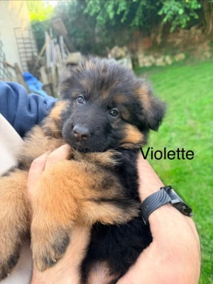 Les chiots de Berger Allemand Poil Long