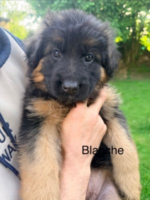 Les chiots de Berger Allemand Poil Long