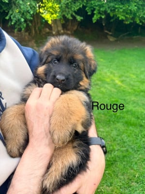 Les chiots de Berger Allemand Poil Long