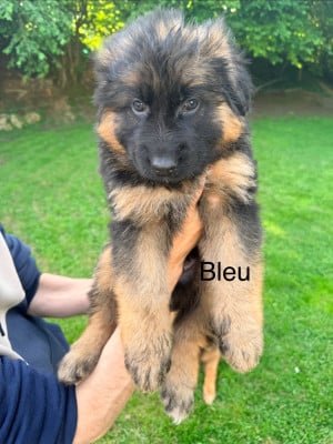 Les chiots de Berger Allemand Poil Long