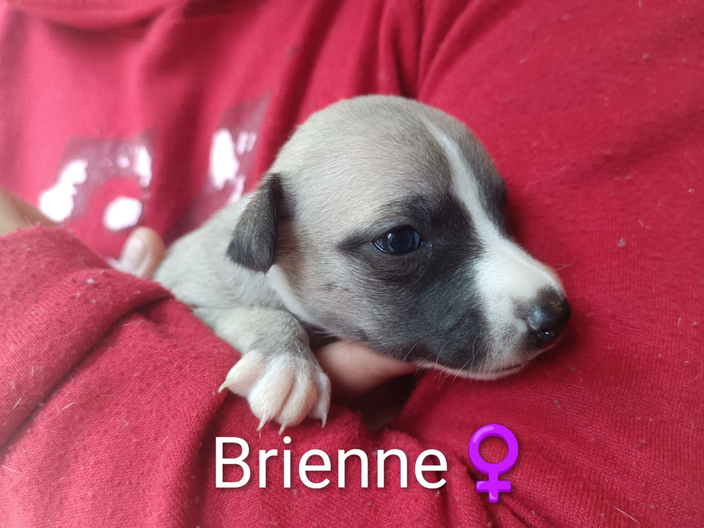 brienne