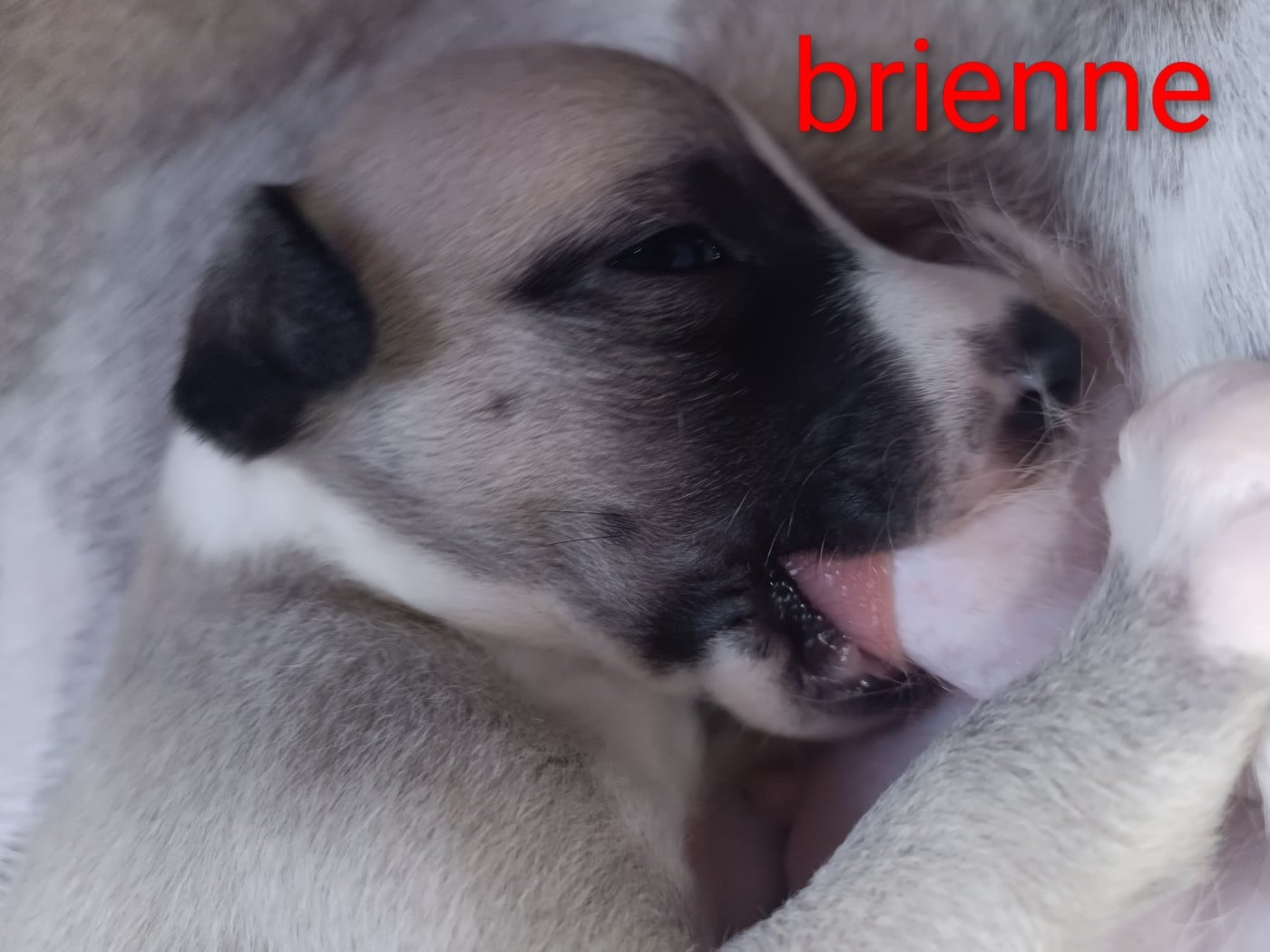 brienne