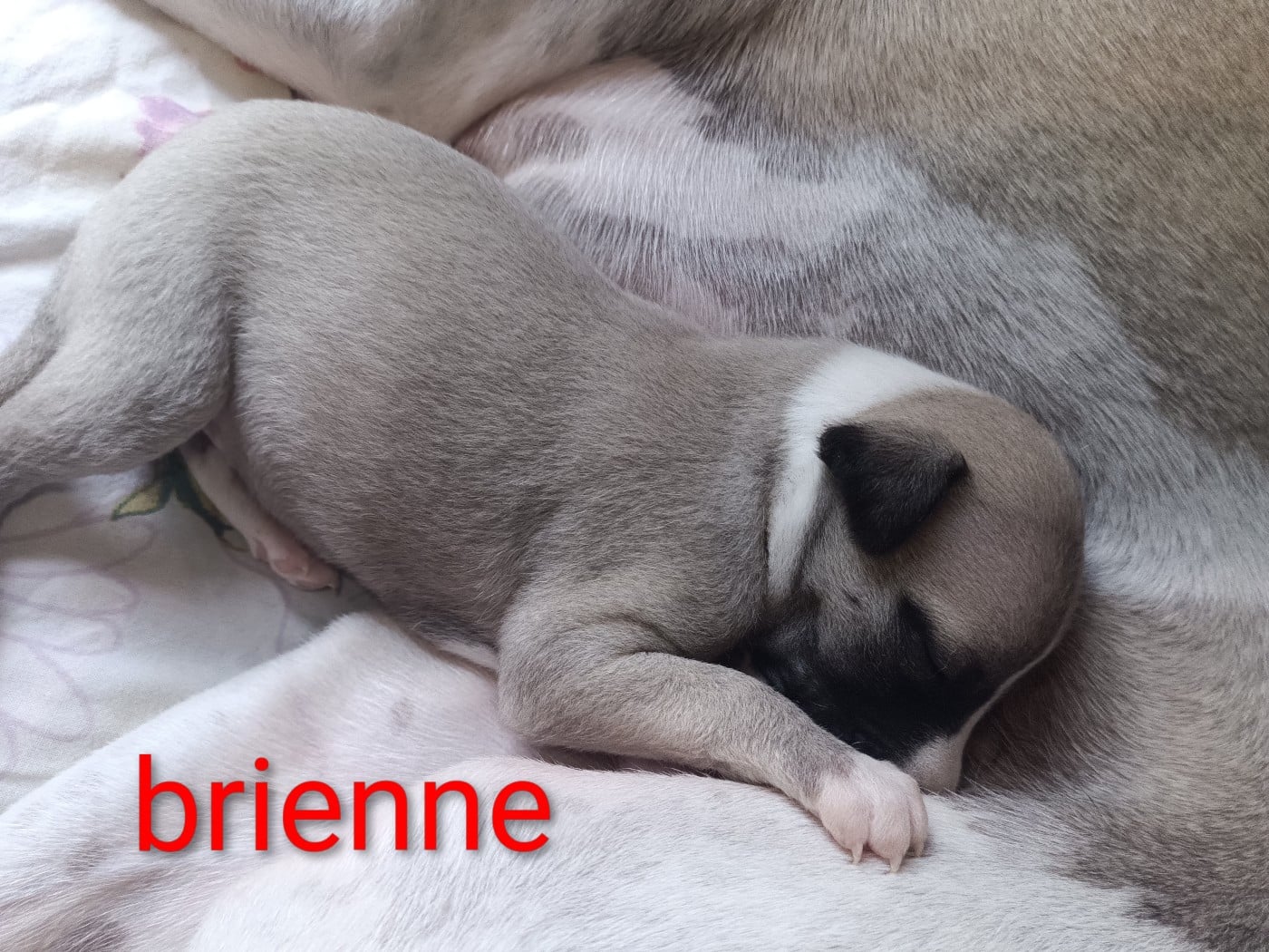 brienne