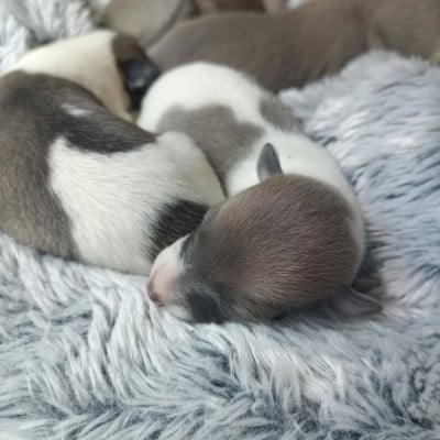 Les chiots de Whippet