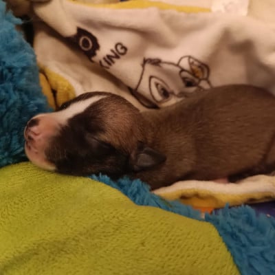 Les chiots de Whippet