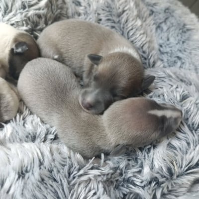 Les chiots de Whippet