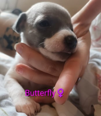 Les chiots de Whippet
