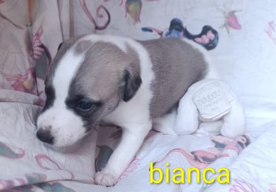 Les chiots de Whippet