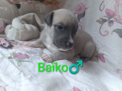 Les chiots de Whippet