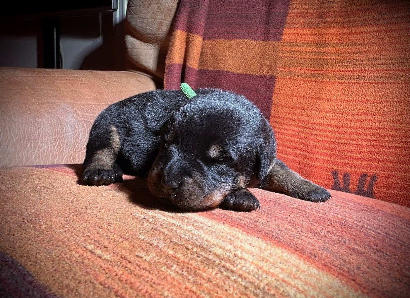 CHIOT 1 - Berger de Beauce