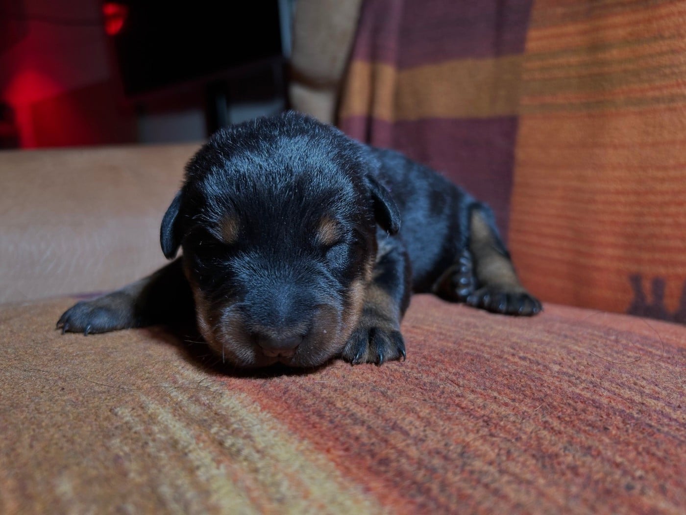 CHIOT 5 - Berger de Beauce