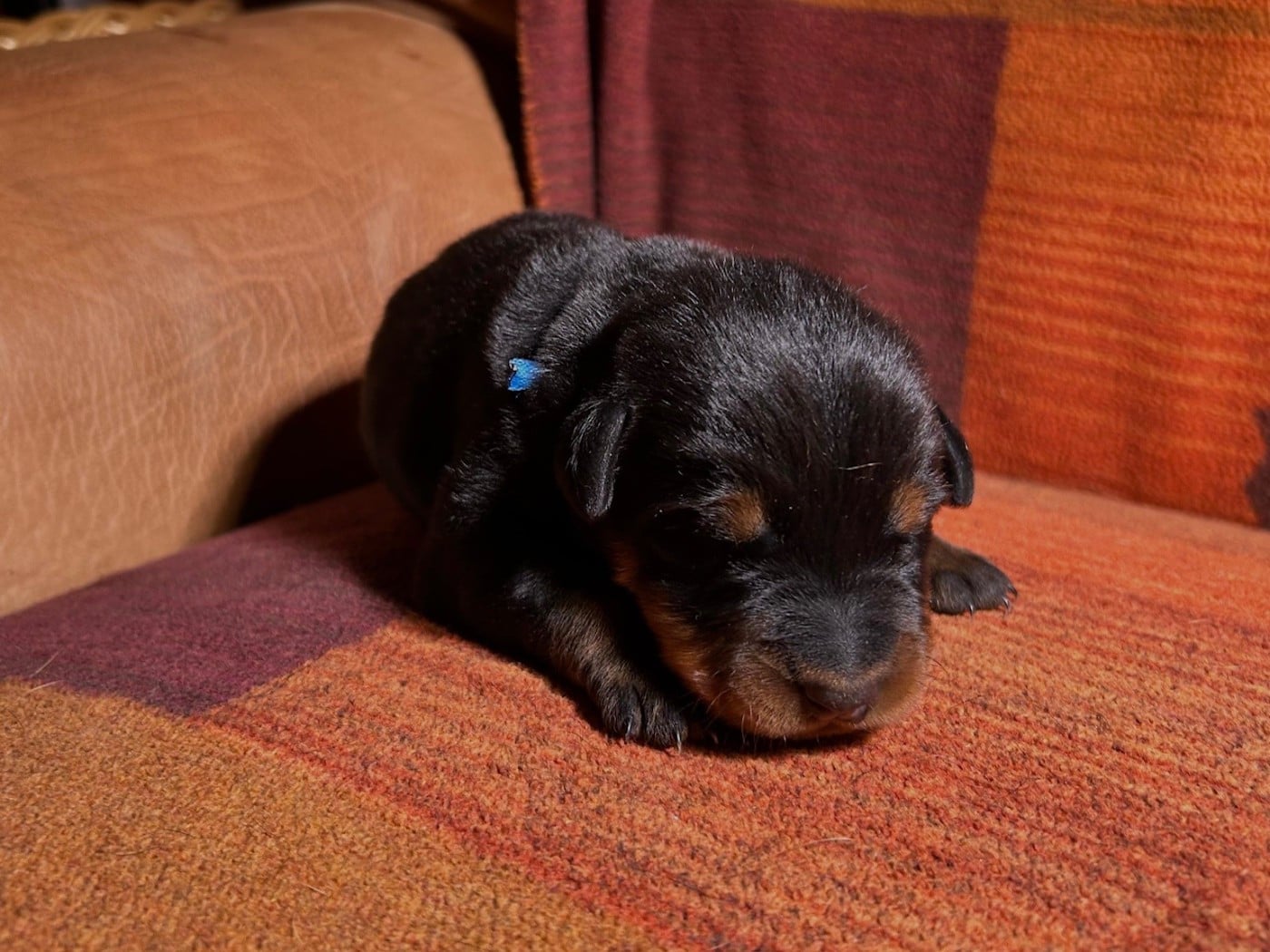 CHIOT 4 - Berger de Beauce