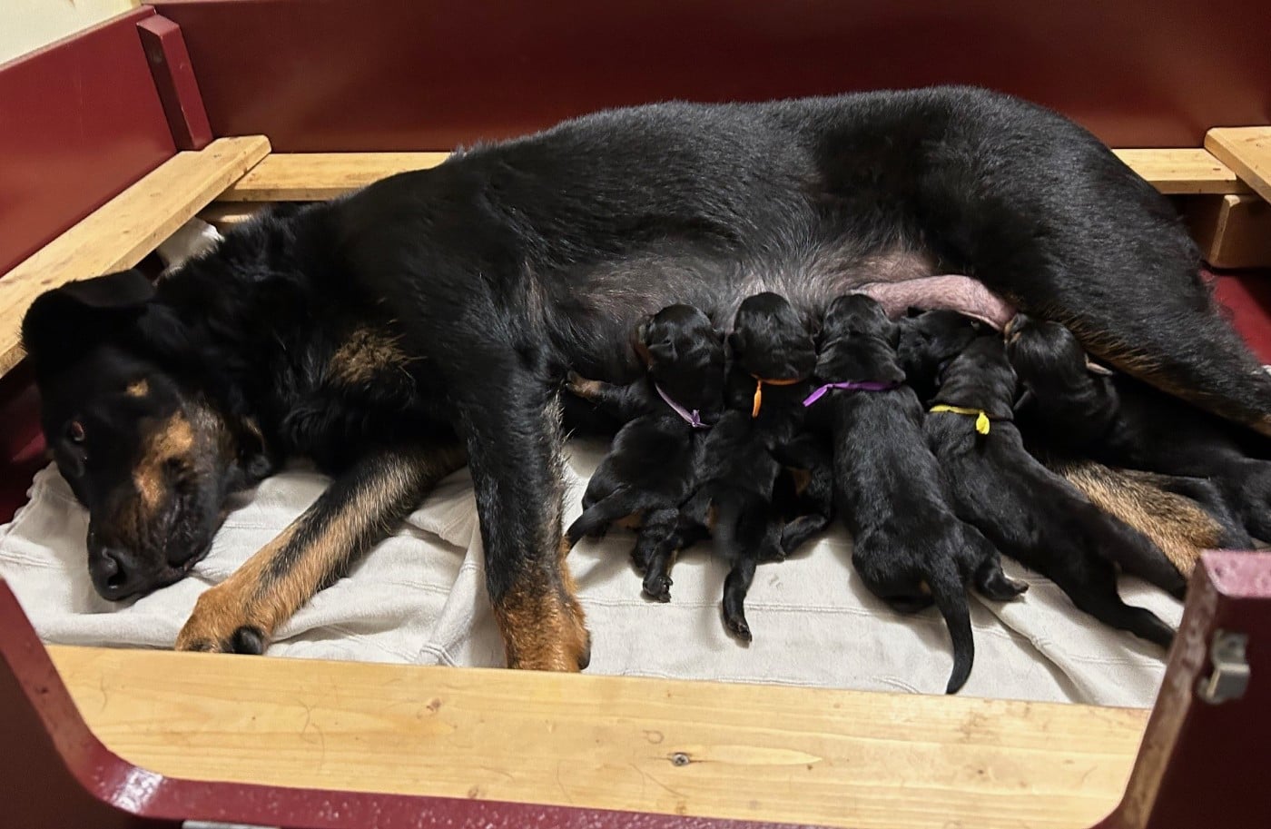 Berger de Beauce - De Soro-soro