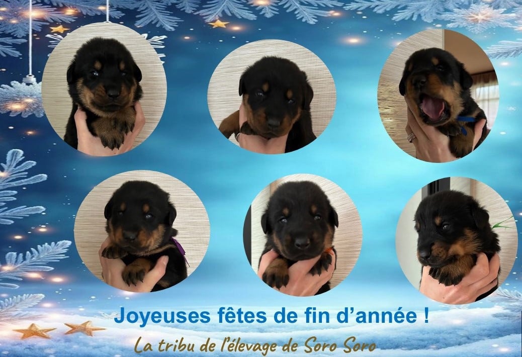 Berger de Beauce - De Soro-soro