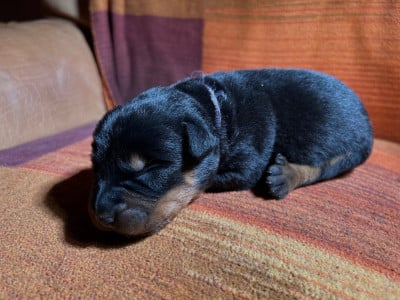 Les chiots de Berger de Beauce