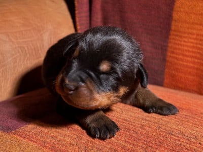 Les chiots de Berger de Beauce