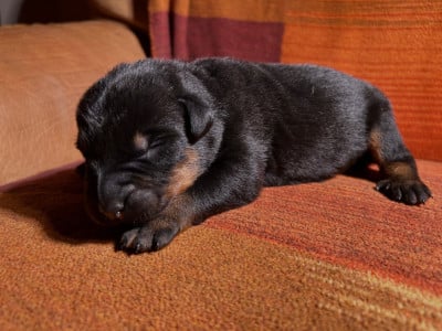 Les chiots de Berger de Beauce
