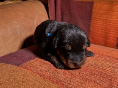 Les chiots de Berger de Beauce