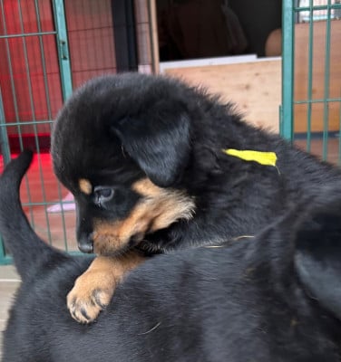 Les chiots de Berger de Beauce