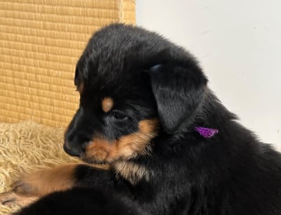 Les chiots de Berger de Beauce