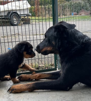 Les chiots de Berger de Beauce