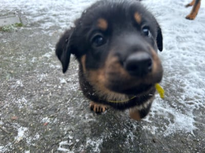 Les chiots de Berger de Beauce