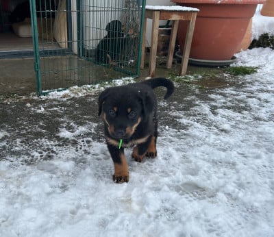 Les chiots de Berger de Beauce