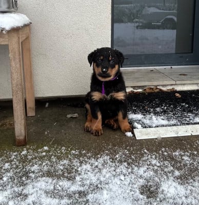 Les chiots de Berger de Beauce