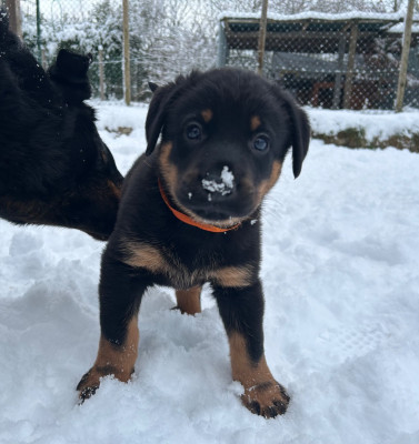 Les chiots de Berger de Beauce