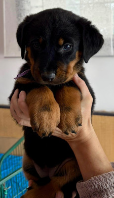 Les chiots de Berger de Beauce