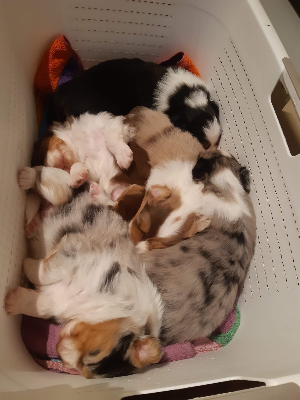 Berger Australien - du Libre Rivage