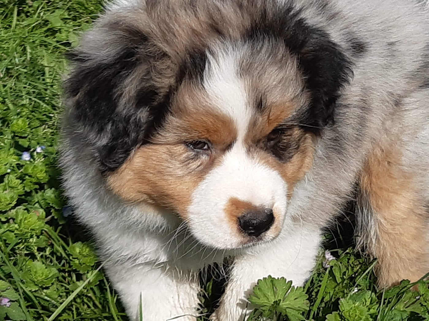 Arpège du Libre Rivage