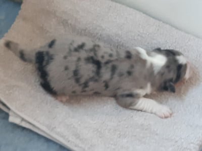 Les chiots de Berger Australien