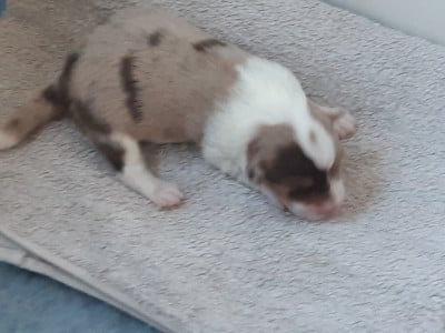 Atome du Libre Rivage - Berger Australien