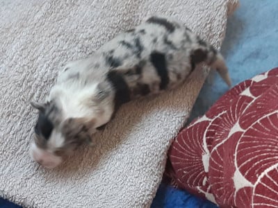 Amour du Libre Rivage - Berger Australien