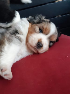 Les chiots de Berger Australien