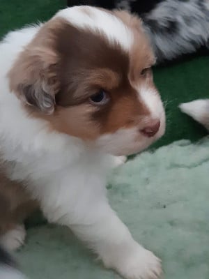 Les chiots de Berger Australien