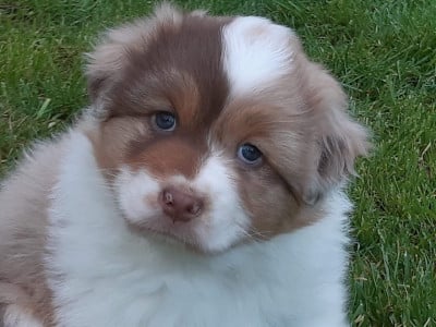 Les chiots de Berger Australien