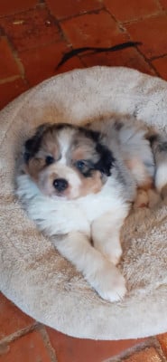 Les chiots de Berger Australien