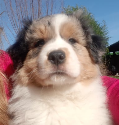 Les chiots de Berger Australien