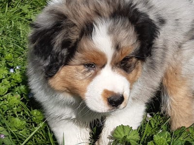 Les chiots de Berger Australien