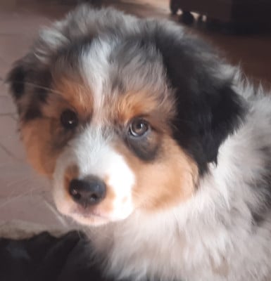 Les chiots de Berger Australien