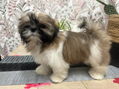 Les chiots de Shih Tzu