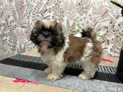 Les chiots de Shih Tzu