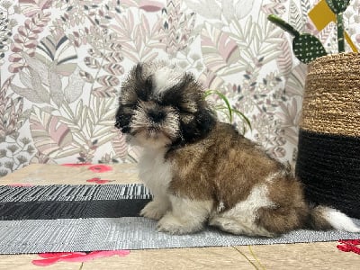 Les chiots de Shih Tzu