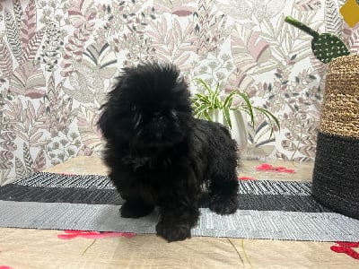 Les chiots de Shih Tzu