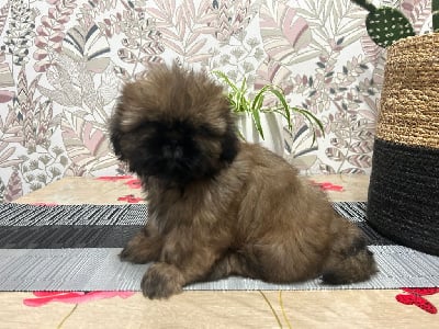 Les chiots de Shih Tzu